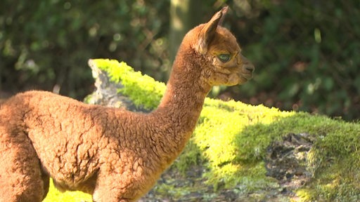 Ein Alpaka-Fohlen im Bremer Bürgerpark.