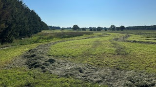 Blick auf eine abgemähte Wiese nahe des Fundeortes einer Kinderleiche im Landkreis Stade.