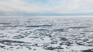 Eisschollen schwimmen im Meer.