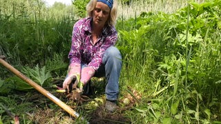 Eine Naturkundlerin gräbt mit einem Spaten einen invasiven Riesenbärenklau im Park Links der Weser aus. 