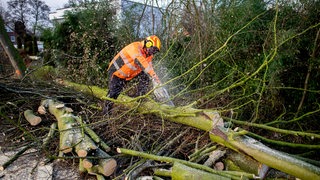 Ein Arbeiter zersägt einen Baum mit einer Kettensäge. Er trägt eine orangene Schutzjacke, um ihn herum fliegen Sägespäne.