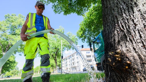 Ein Mann gießt einen einen Baum.