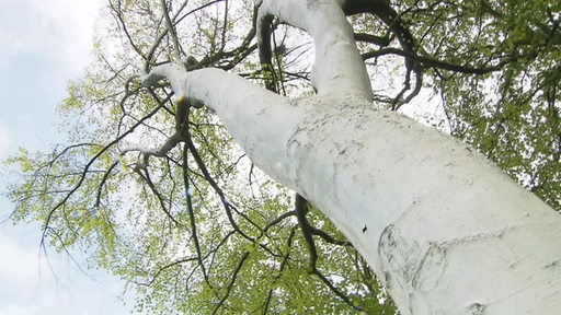 Ein großer Baum dessen Rinde fast vollständig mit weißer Farbe bemalt wurde.