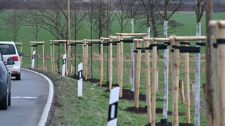 Neue Bäume wurden an einer Ausfallstraße gepflanzt.