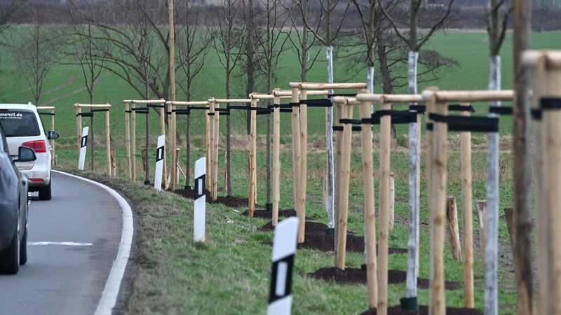 Neue Bäume wurden an einer Ausfallstraße gepflanzt.