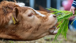 Tag der offenen Tuer auf einem Biohof in Bremen. Ein Kind füttert eine Kuh mit Gras.