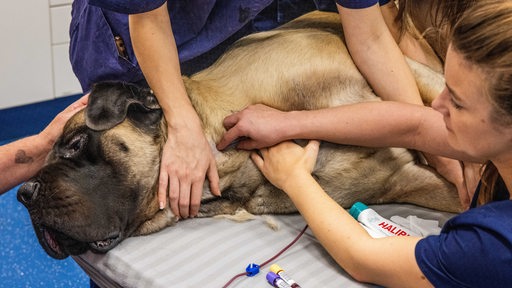 Ein Hund liegt in einer Tierklinik und wird von Tierarzthelferinnen festgehalten während er Blut spendet.