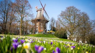 Krokusse und Narzissen blühen vor der Bremer Mühle am Wall.