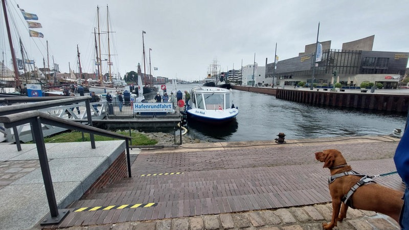 Ein Ausflugsschiff liegt in einem Hafen, an Land steht ein Hund.