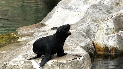 Das Seelöwen-Junges Lío sitzt im Bremerhavener Zoo am Meer auf einem Felsen und brüllt