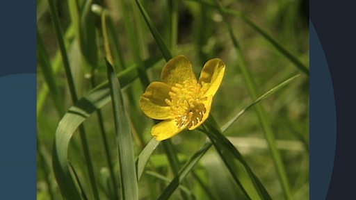 Auf einer Archivaufnahme ist eine gelbe Butterblume vor einer grünen Wiese zu sehen