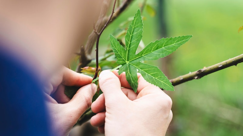 Ein Mann hält ein grünes Cannabis-Blatt in der Hand (Symbolbild)