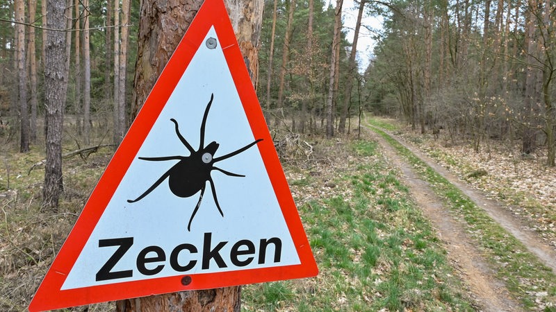 Ein Warnschild vor Zecken hängt an einem Baum in einem Wald. 