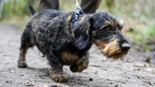 Ein Mann geht mit seinem Hund Django, ein fünf Jahre alter Rauhaardackel, spazieren.