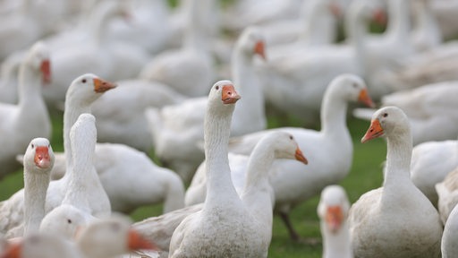 Weihnachtsgänse auf einer Wiese