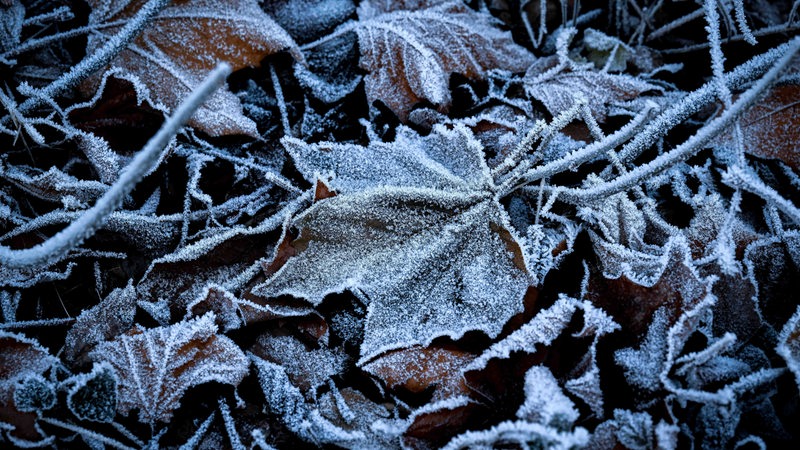 Vereistes Laub am frühen Morgen.