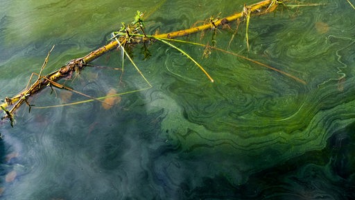 Blaualgen schwimmen auf der Wasseroberfläche eines Sees