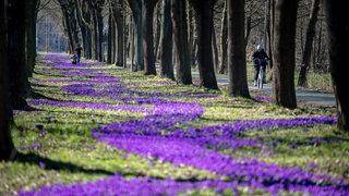 In einer Allee im Stadtteil Oberneuland in Bremen blühen lila Krokusse.