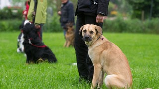 Hundehalter mit ihren Tieren bei der Hundeschule.