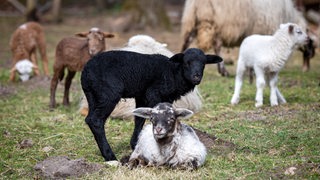 Eine bunte Schaffamilie auf der Dreptefarm