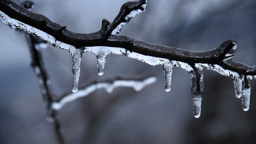 Ein Ast ist umgeben von einer Eisschicht.