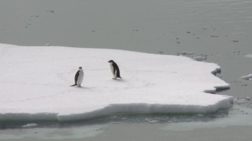 Pinguine auf eis