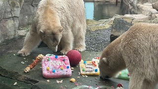 Zwei Eisbären in einem Gehege fressen.