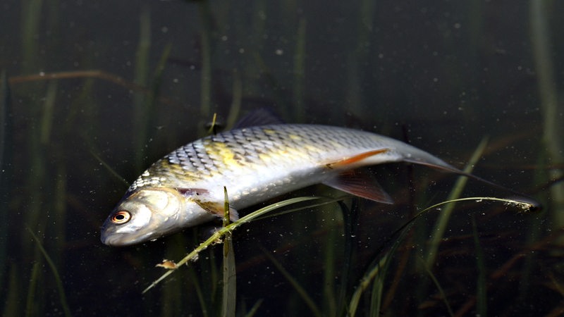 Ein toter Fisch liegt in einem Gewässer (Archivbild)