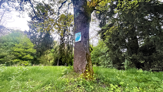 Bremens höchste Erhebung liegt im Friedehorstpark. Auf ihr steht ein großer Baum.