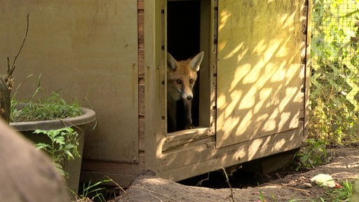 Ein Fuchs guckt aus einer Hütte in seinem Gehege