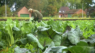 Ein Mann erntet Gemüse auf einem Feld.