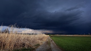 Gewitterwolken ziehen über ein Feld mit Schilf, welches noch von der Sonne beschienen wird.