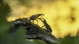 Im Morgengrauen sind zwei Hirschkäfer mit ihren kleinen Geweihen am Kopf auf einem Ast zu sehen, wie sie gegeneinander kämpfen.