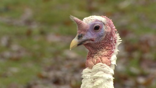 Zu sehen ist ein Huhn in einem Tierpark.