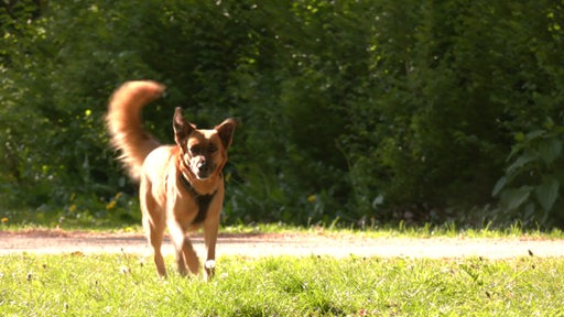 Ein Hund mit braunem Fell läuft über eine grüne Wiese, die Sonne scheint von links ins Bild.