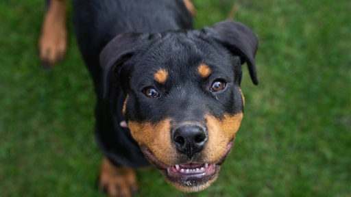 Ein Hund der Rasse Rottweiler.