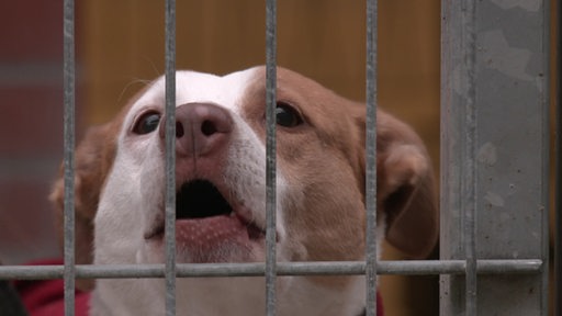 Ein Hund hinter Gittern.