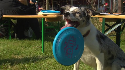 Ein Hund hält eine blaue Frisbee in seinem Maul