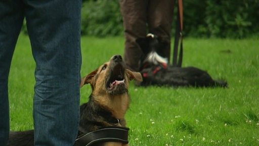 Mehrere Hunde im Kreis mit ihren Besitzern in der Hundeschule. 