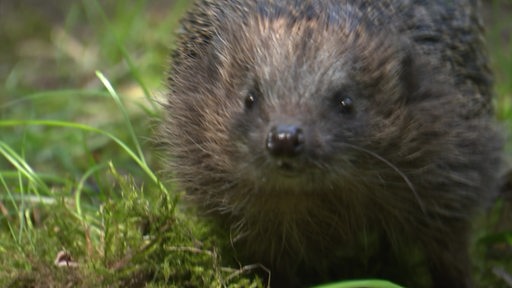 Ein Igel auf grünem Gras in einer Auffangstation.