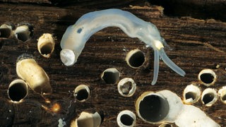 Ein Wurm steckt in einem Stück Holz. Das Holz ist durchlöchert.