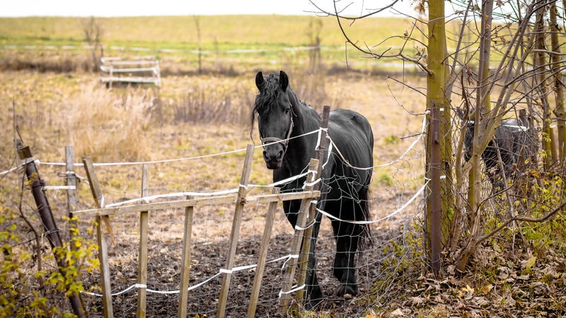 Ein schwarzes Pferd steht auf einer Koppel.