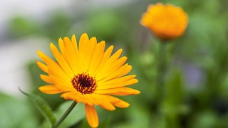 Ringelblume im Garten