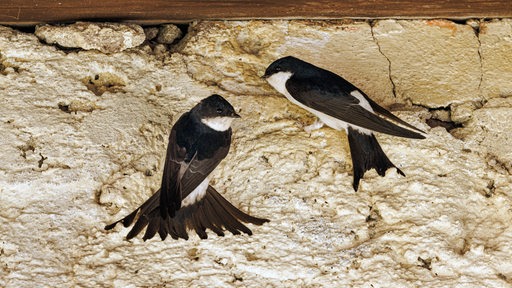 Mehlschwalben an einer Hauswand suchen einen Nistplatz (Archivbild)