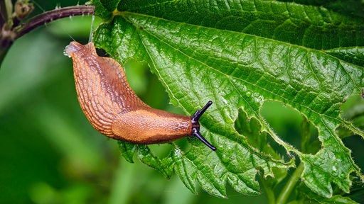 Wegschnecke auf einem angeknabberten Blatt