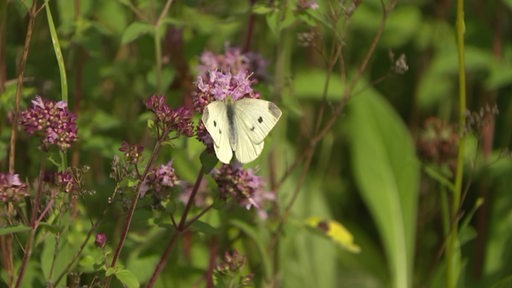 Auf einer rosanen Blume sitzt ein weißer Schmetterling.