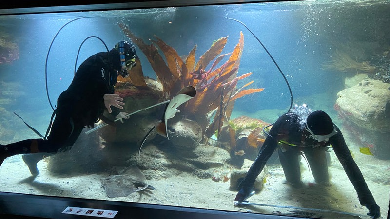 Taucher vermessen im Aquarium des Bremerhavener Zoos die Nagelrochen.