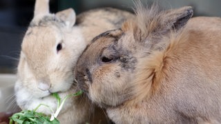 Zwei Kaninchen in Nahaufnahme.