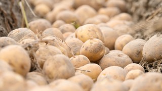 Kartoffeln liegen während der Kartoffelernte auf einem Feld