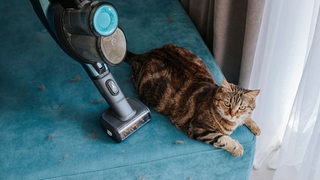 Eine Katze sitzt auf einem Sofa neben einem Staubsauger.